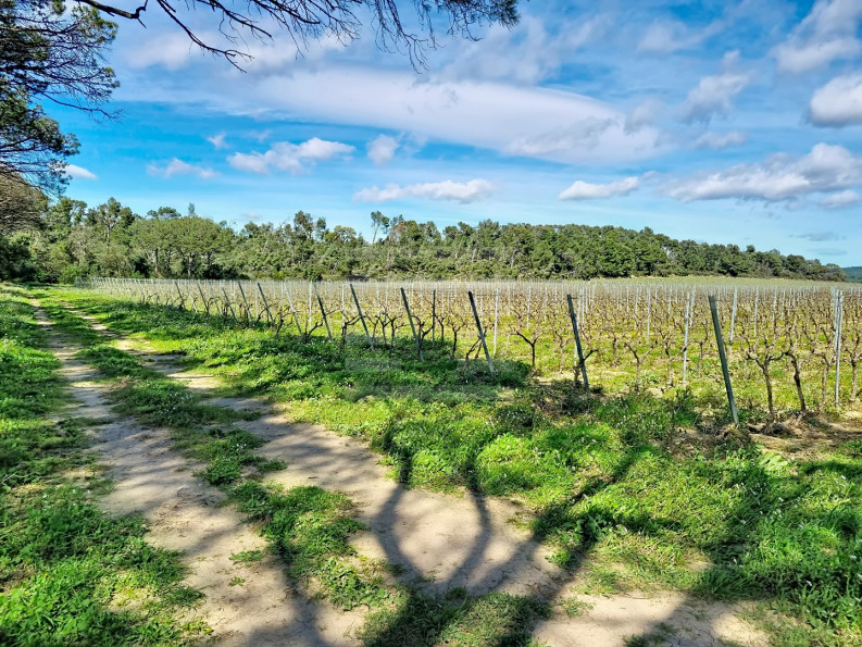 vente Propriété viticole Tourouzelle - Photo 1