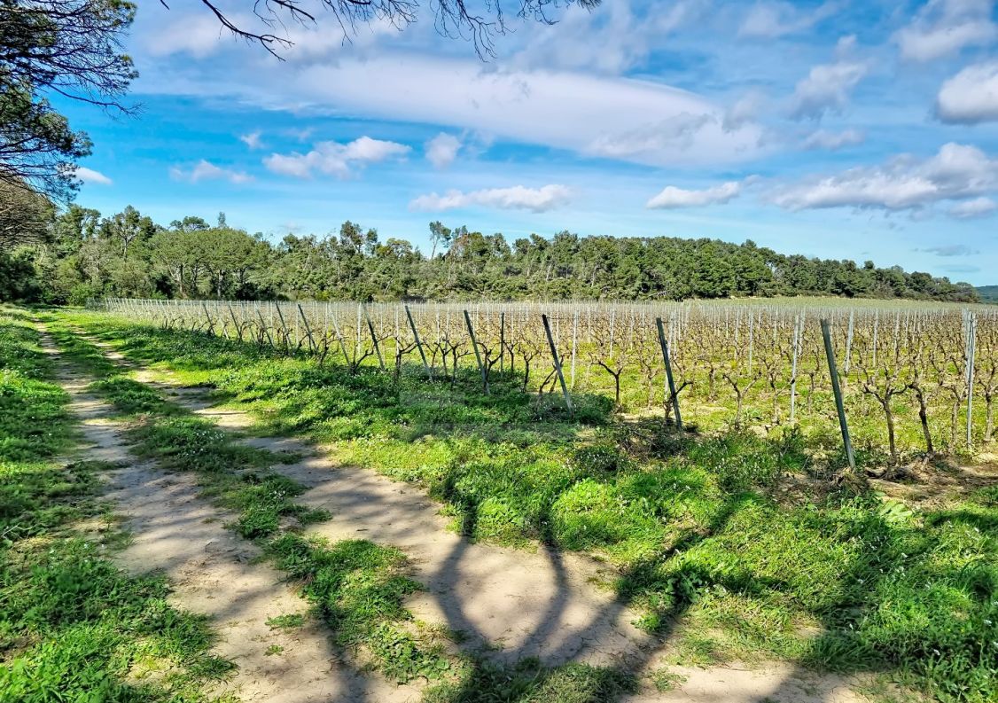 à vendre Propriété viticole Tourouzelle