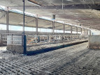 à vendre Bovine Figeac