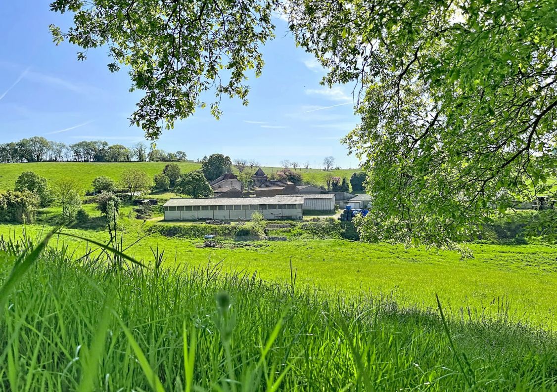 à vendre Bovine Figeac