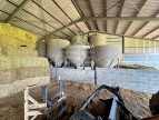 for sale Ovins / caprins Teillet