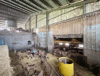 for sale Ovins / caprins Teillet