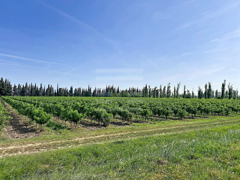 vente Propriété viticole Marseillette - Photo 8