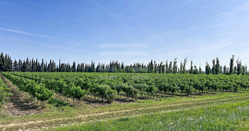 vente Propriété viticole Marseillette