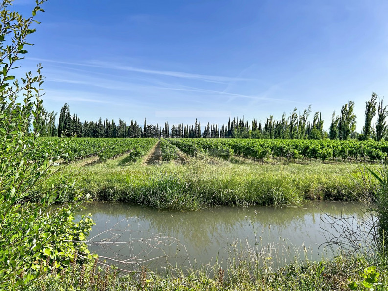 vente Propriété viticole Marseillette - Photo 9