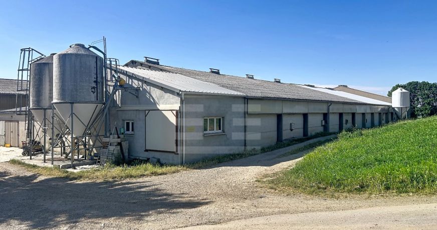 vente Ovins / caprins Mont Roc
