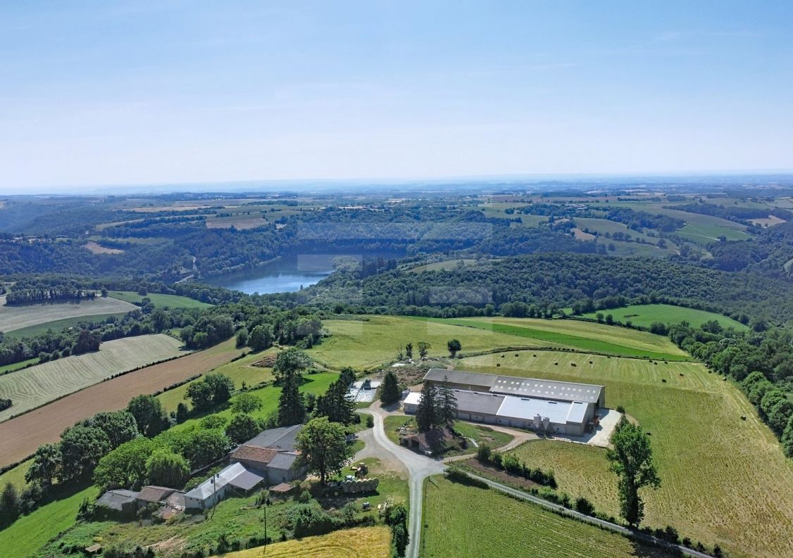 for sale Ovins / caprins Mont Roc