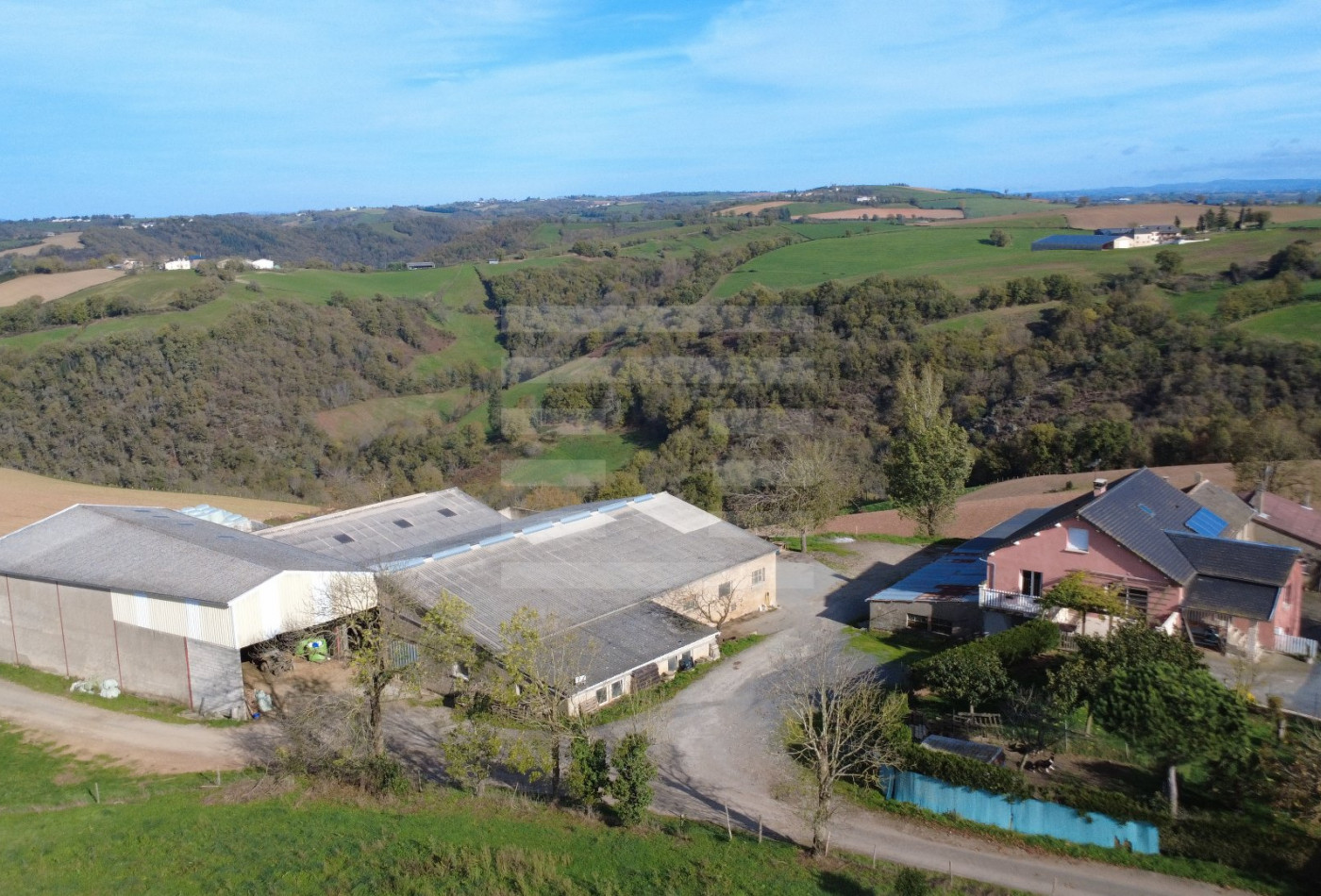 vente Ovins / caprins Courris - Photo 1