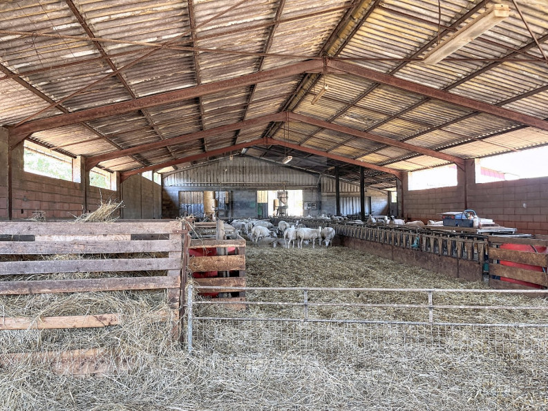 vente Ovins / caprins Saint Cirq Lapopie - Photo 7