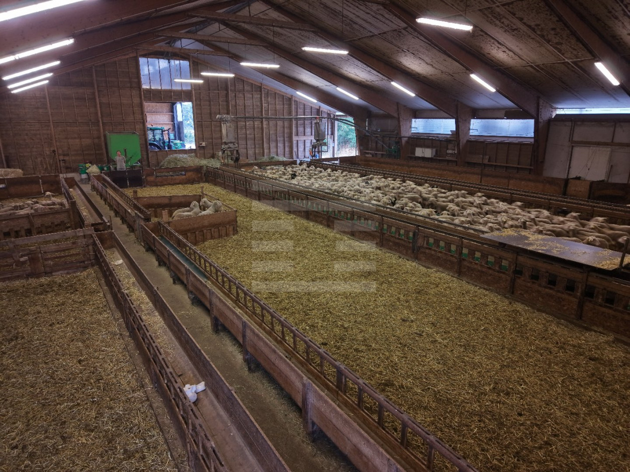 à vendre Ovins / caprins Rodelle - Photo 6