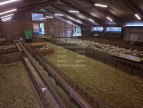 à vendre Ovins / caprins Rodelle