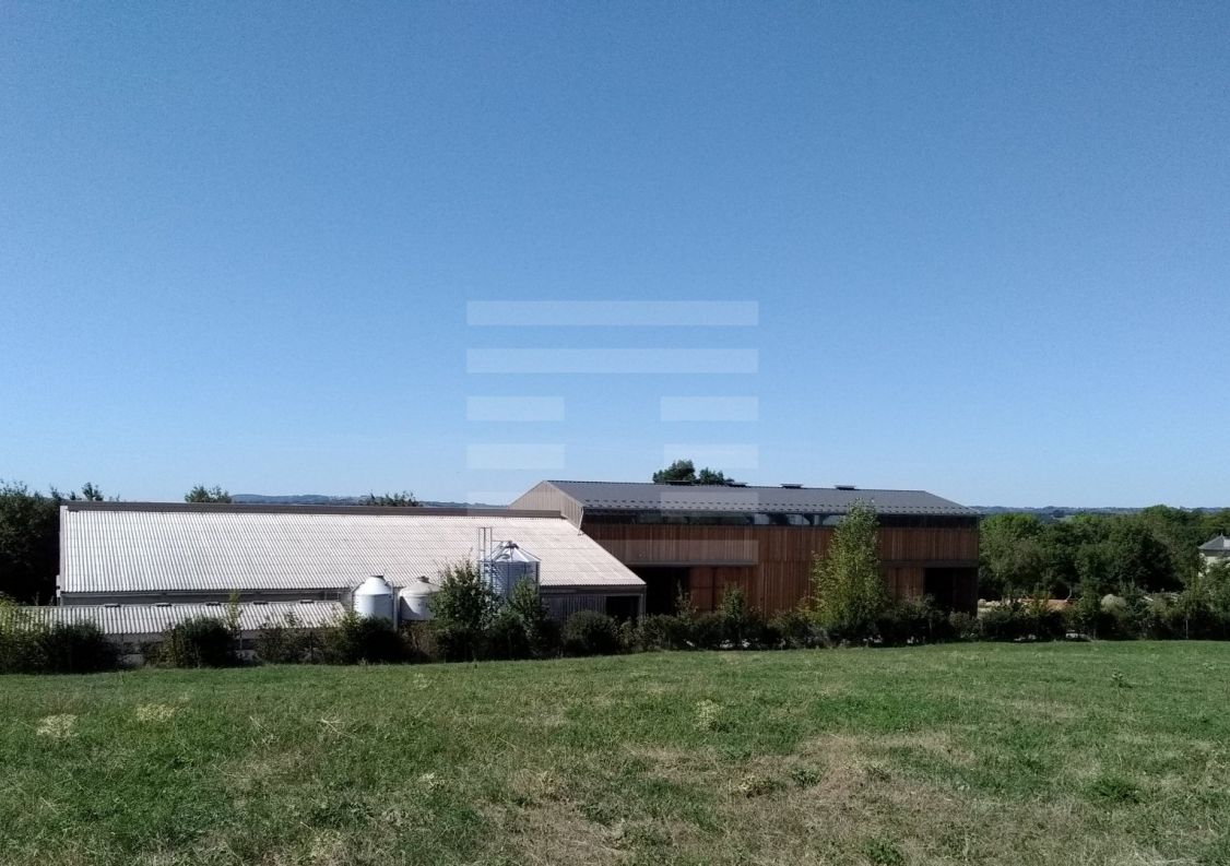 à vendre Ovins / caprins Rodelle