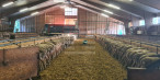 à vendre Ovins / caprins Rodelle