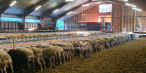 à vendre Ovins / caprins Rodelle