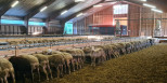 vente Ovins / caprins Rodelle