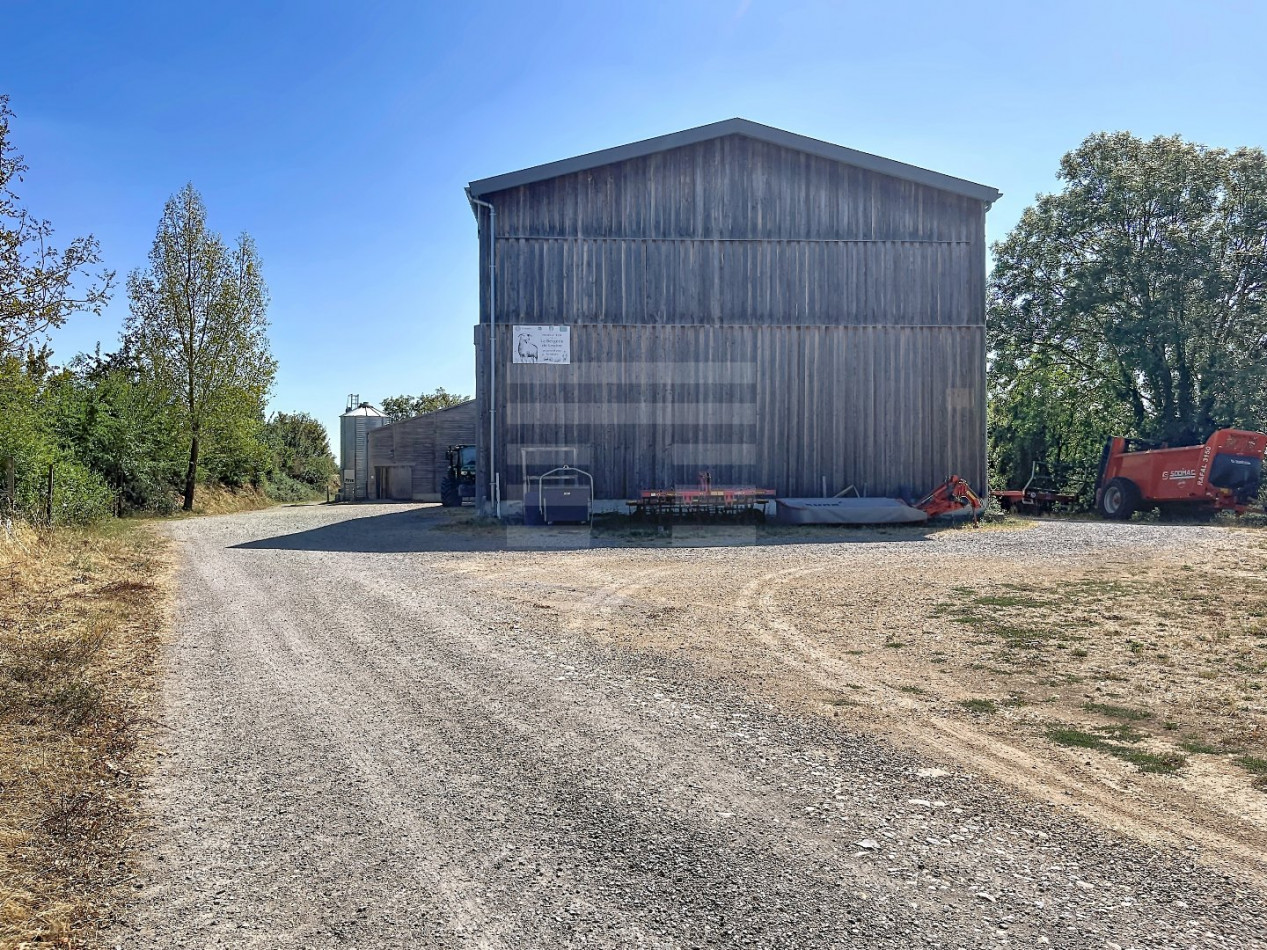 à vendre Ovins / caprins Rodelle - Photo 2