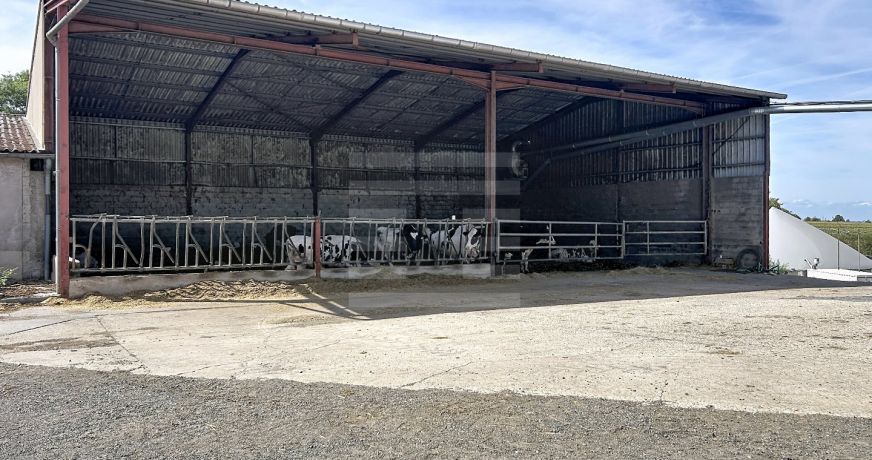 vente Bovine Albi