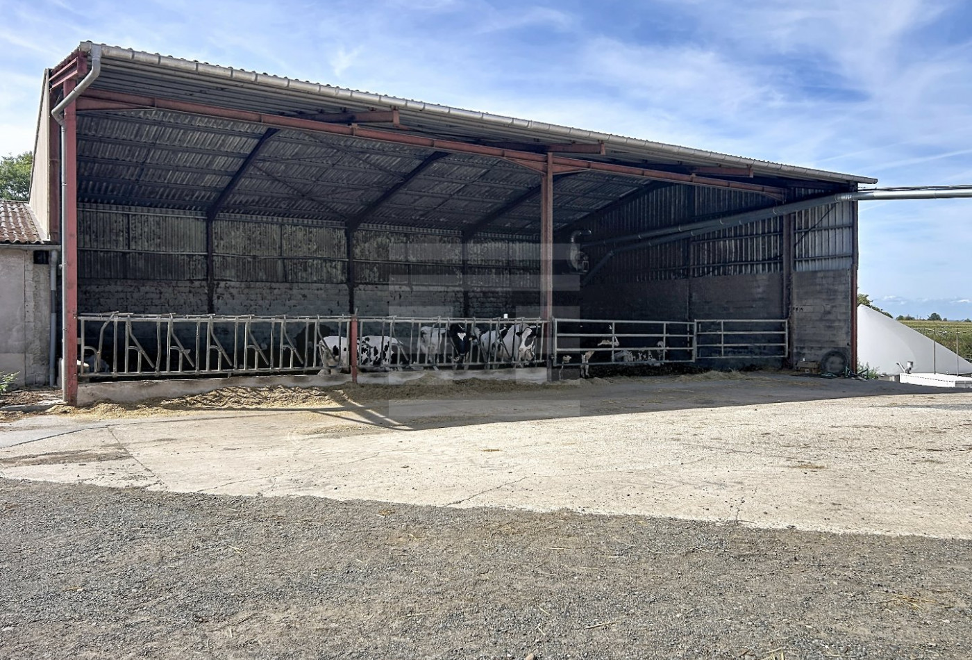 vente Bovine Albi - Photo 7