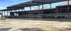 vente Bovine Albi