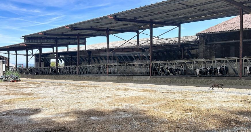 vente Bovine Albi
