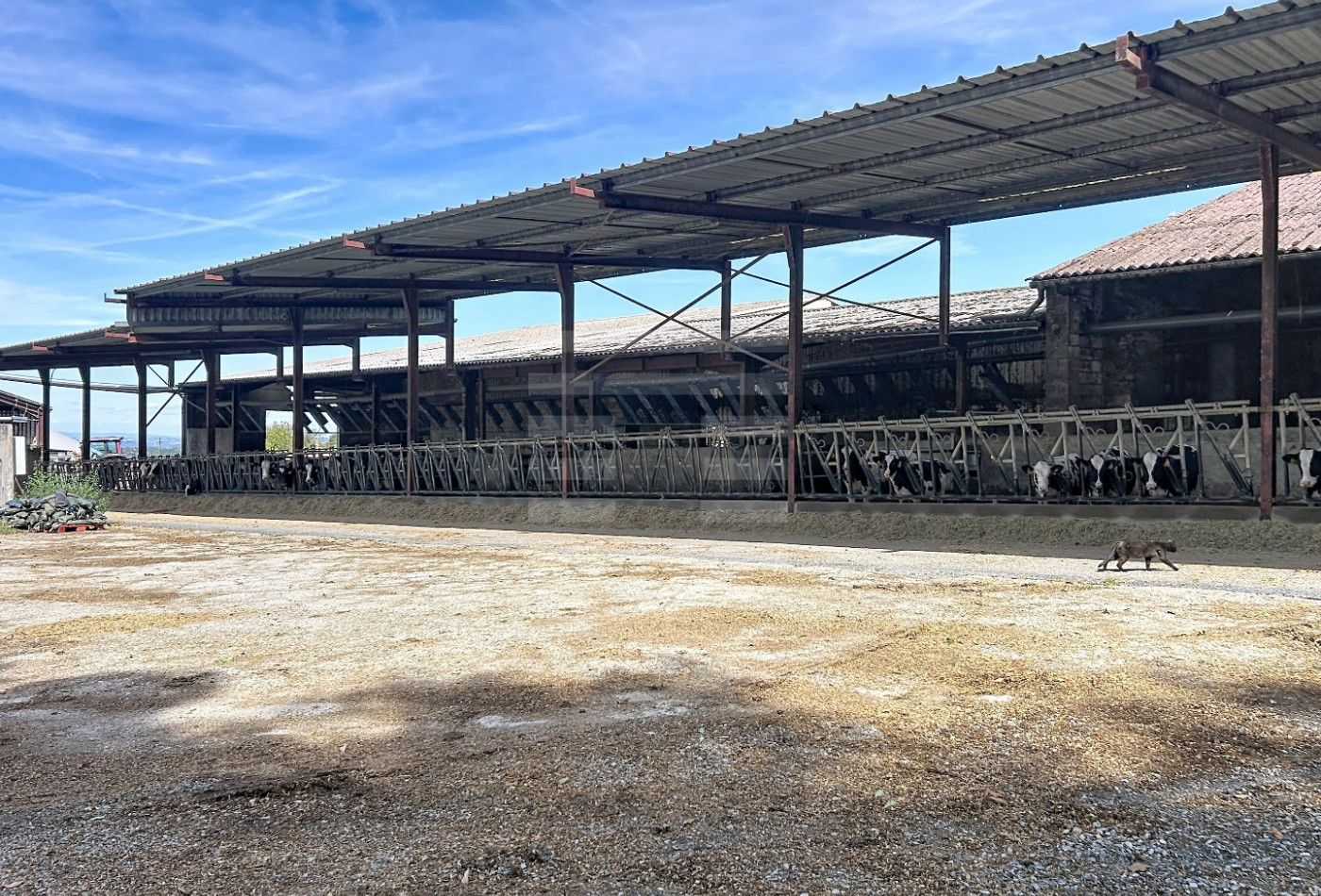 vente Bovine Albi - Photo 6