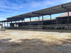 vente Bovine Albi