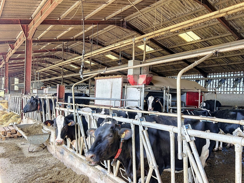 vente Bovine Albi - Photo 5