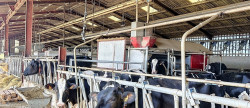 vente Bovine Albi