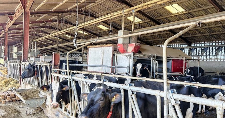 vente Bovine Albi