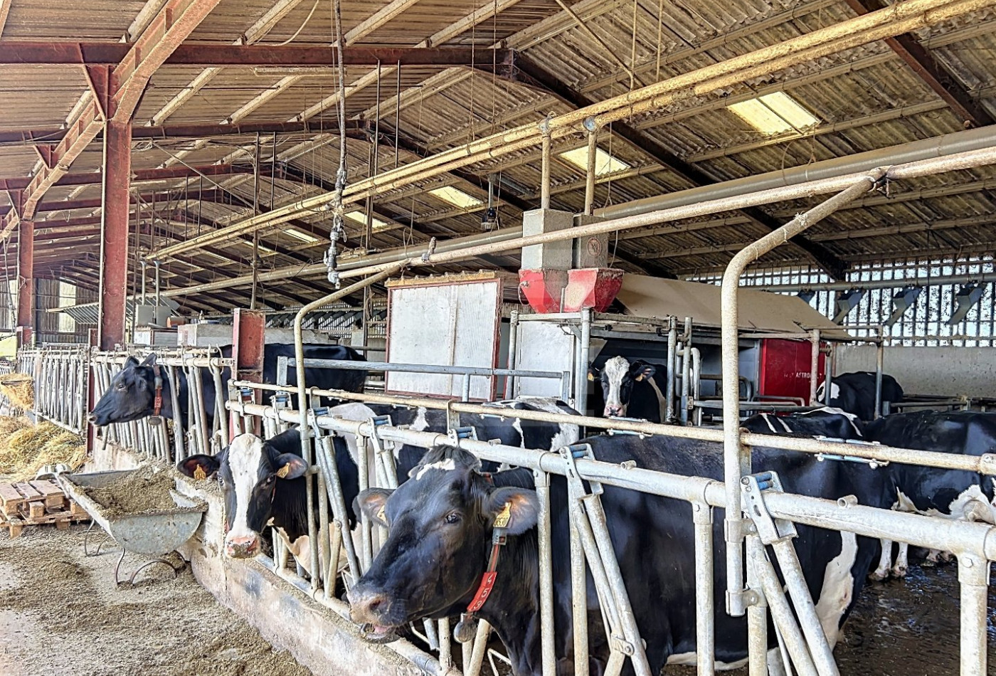 vente Bovine Albi - Photo 5