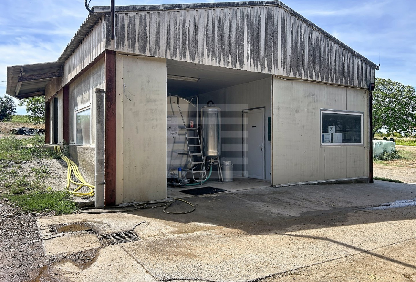 vente Bovine Albi - Photo 8