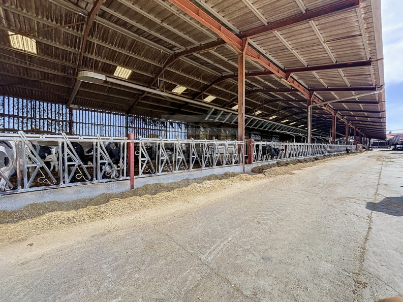 vente Bovine Albi - Photo 4