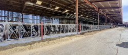 vente Bovine Albi
