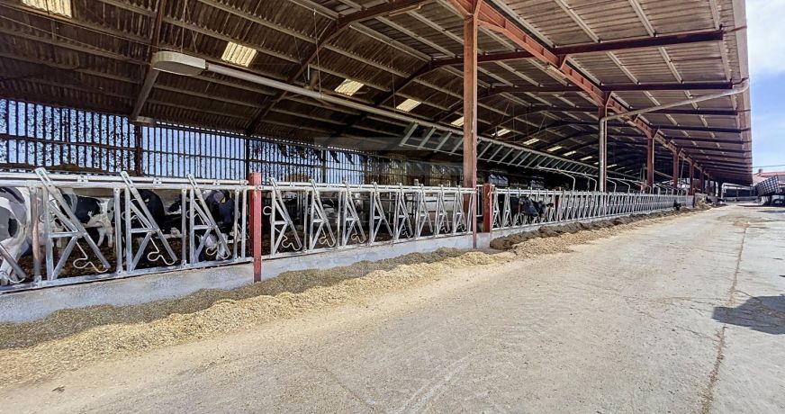 vente Bovine Albi