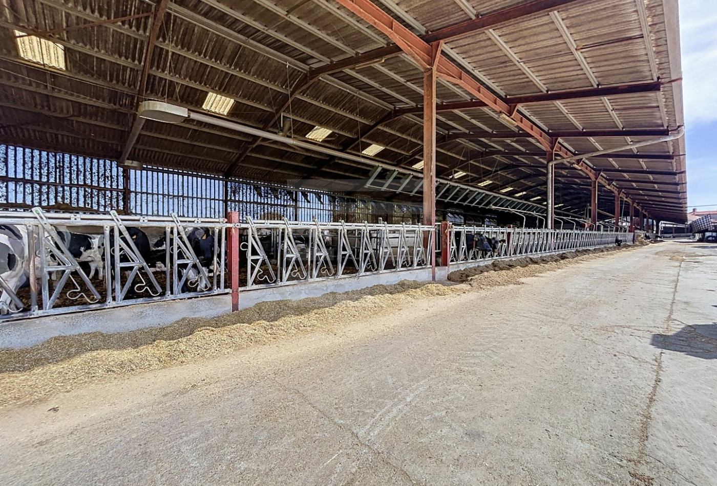 vente Bovine Albi - Photo 4