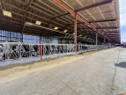 vente Bovine Albi
