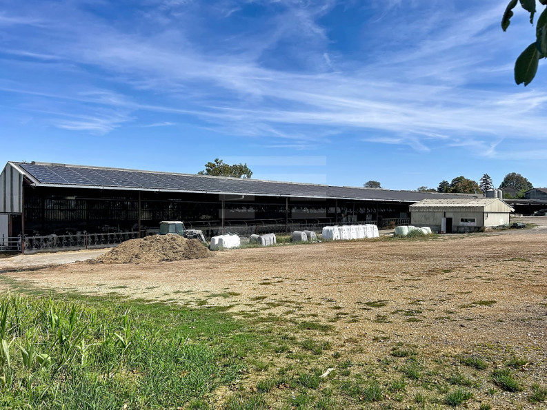 vente Bovine Albi - Photo 3