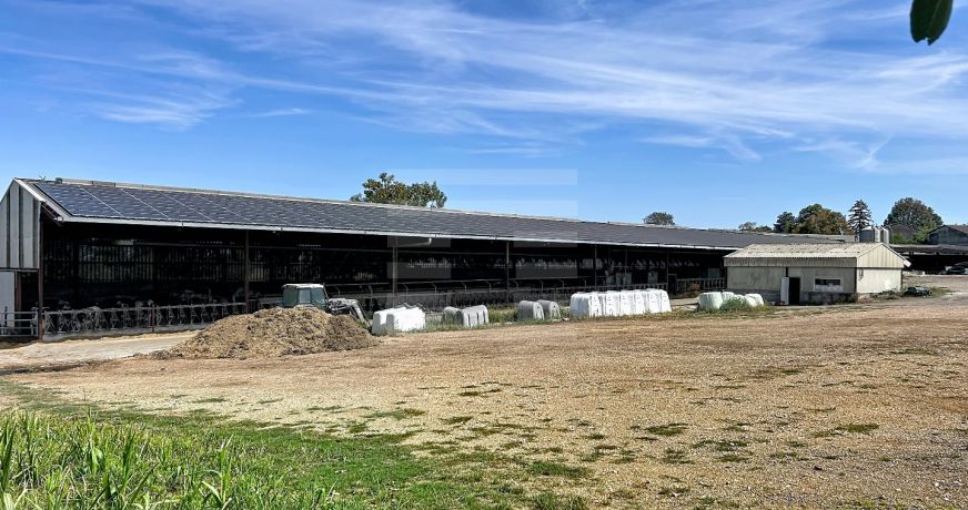 vente Bovine Albi