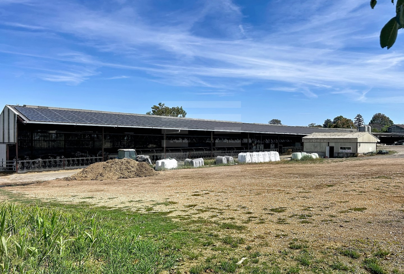 vente Bovine Albi - Photo 3