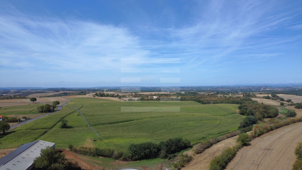 vente Bovine Albi - Photo 2