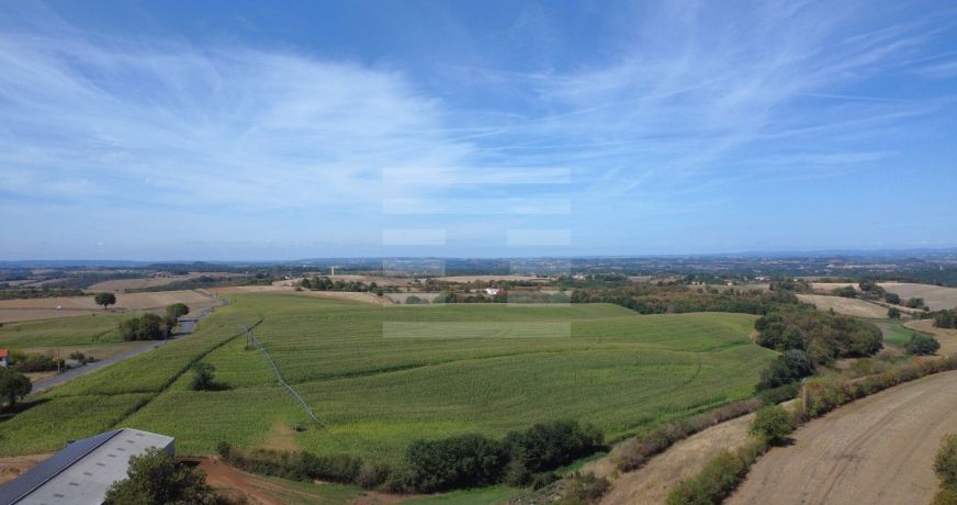vente Bovine Albi
