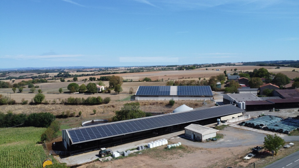 vente Bovine Albi - Photo 1