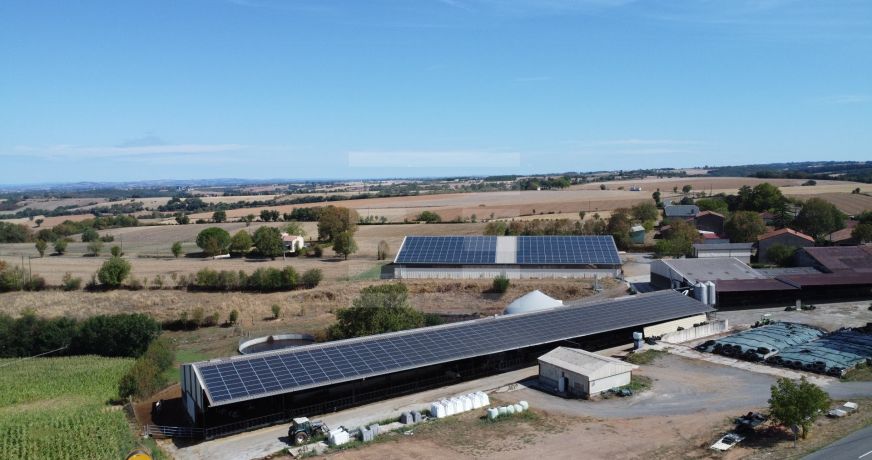 vente Bovine Albi