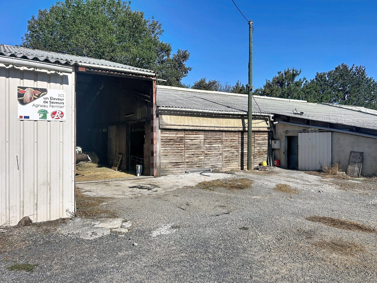 à vendre Ovins / caprins Viane - Photo 3