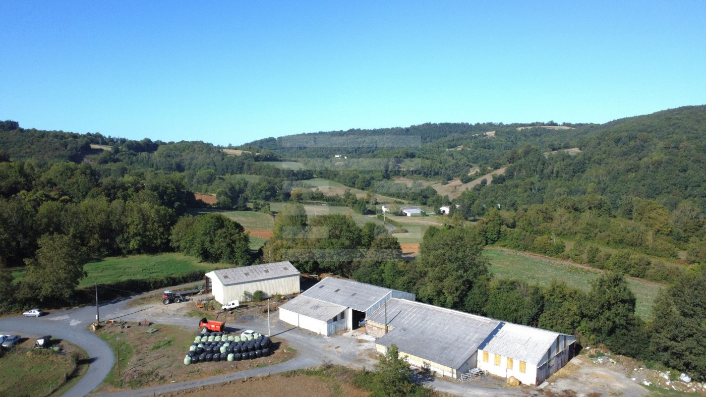 à vendre Ovins / caprins Viane - Photo 1