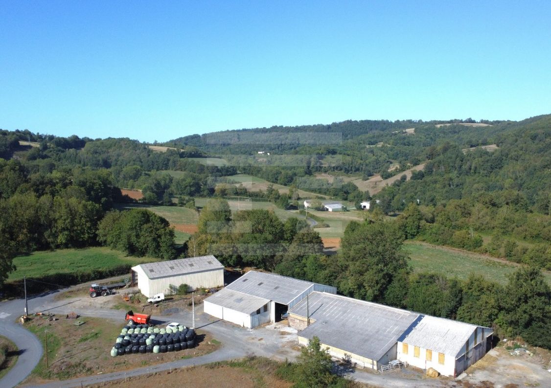 à vendre Ovins / caprins Viane