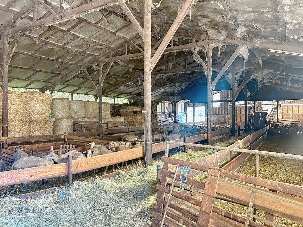 à vendre Ovins / caprins Viane - Photo 5