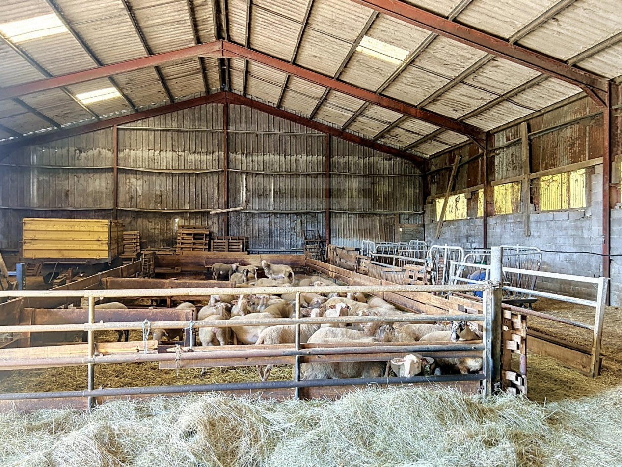 à vendre Ovins / caprins Viane - Photo 4