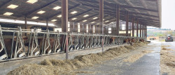 vente Bovine Saint Antonin De Lacalm