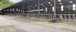 vente Bovine Saint Antonin De Lacalm